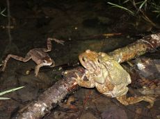 Жаба-колхидская-и-лягушка-малоазиатская